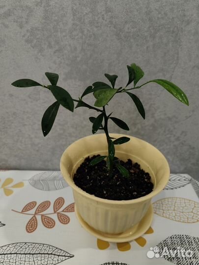 Fortunella hindsii (Гонконгский кумкват)