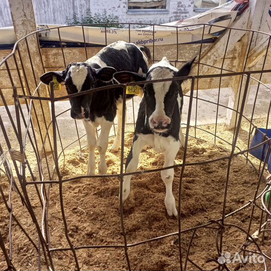 Бычки и телочки