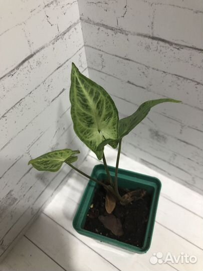 Ароидные комнатные растения