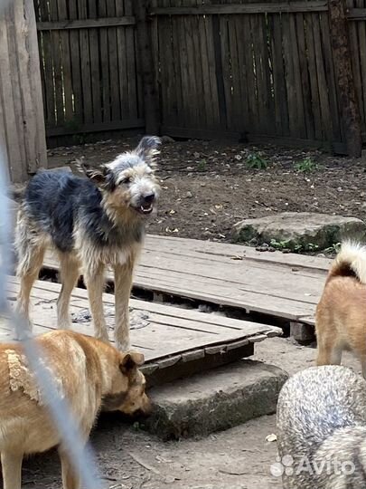 Много собак