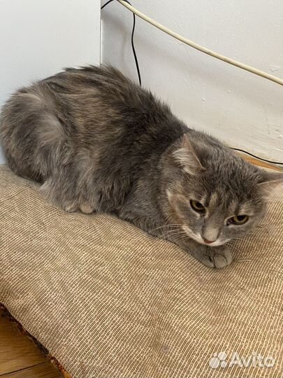 Кошечка Соня ищет дом