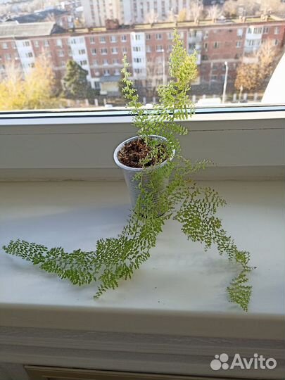 Комнатные растения