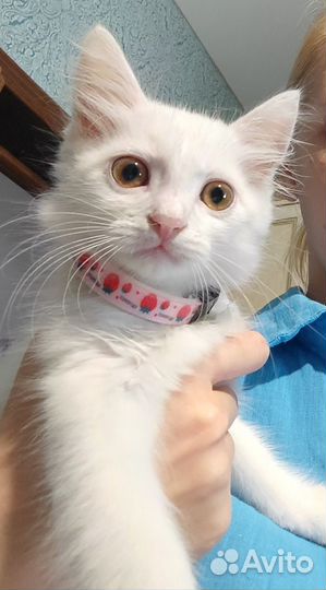 Турецкая ангора