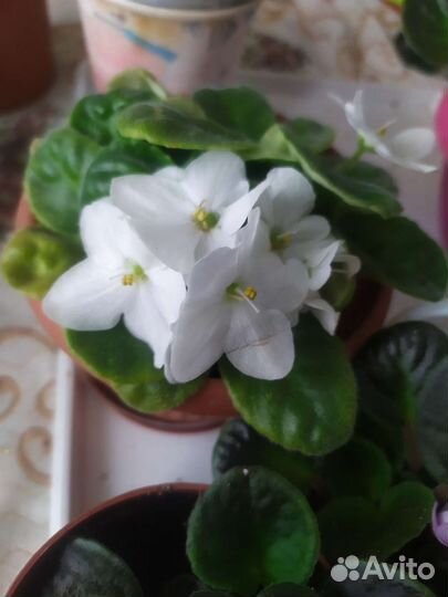 Сортовая фиалка (5 сортов)