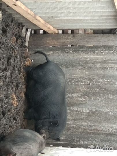 Вьетнамский хряк