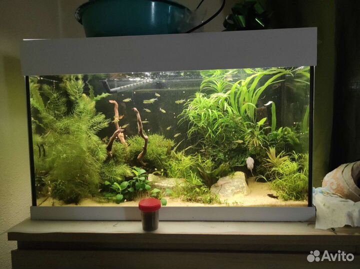 Запуск и обслуживание аквариума