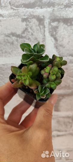 Суккуленты