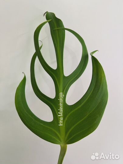 Monstera Burle Marx Flame