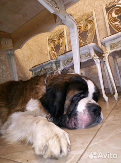 Щенки сенбернара