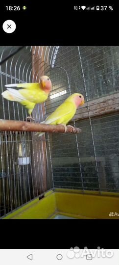 Волнистые и другие