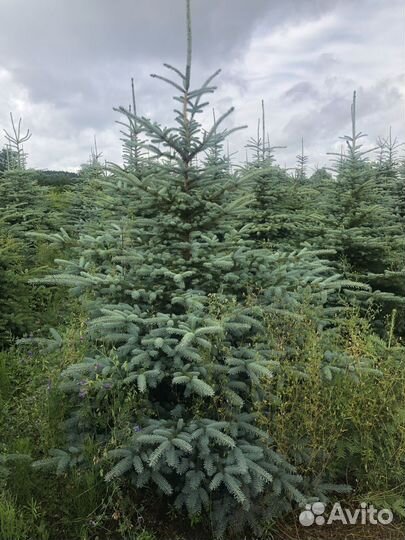 Ель голубая 1,5 м