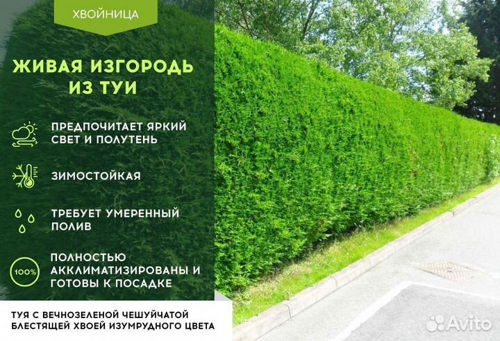 Живая изгородь