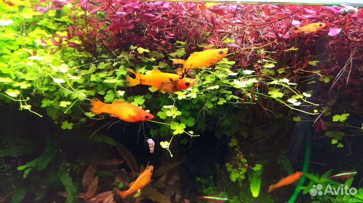 Аквариумные рыбки моллинезии