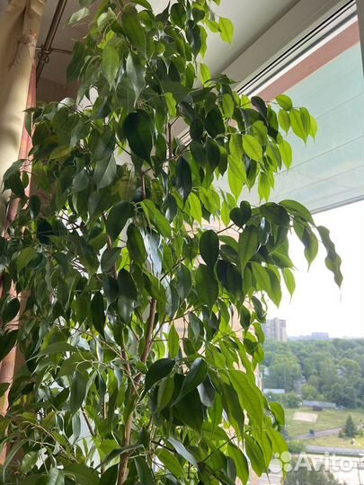 Фикус бенджамина 174 см