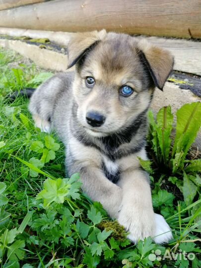 Отдам хаски