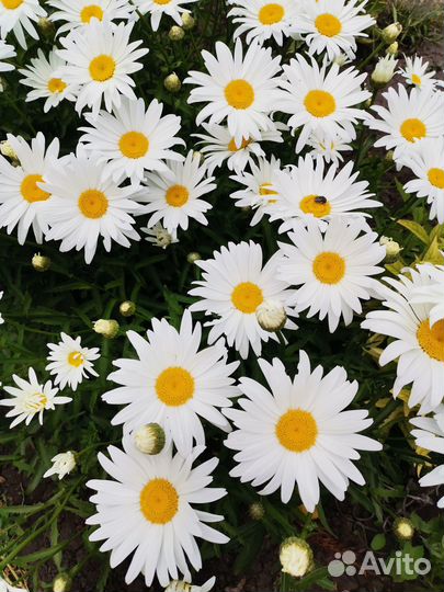 Лилейник Руби спайдер крупный бархатный красавец