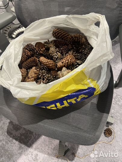 Шишки лесные для творчества
