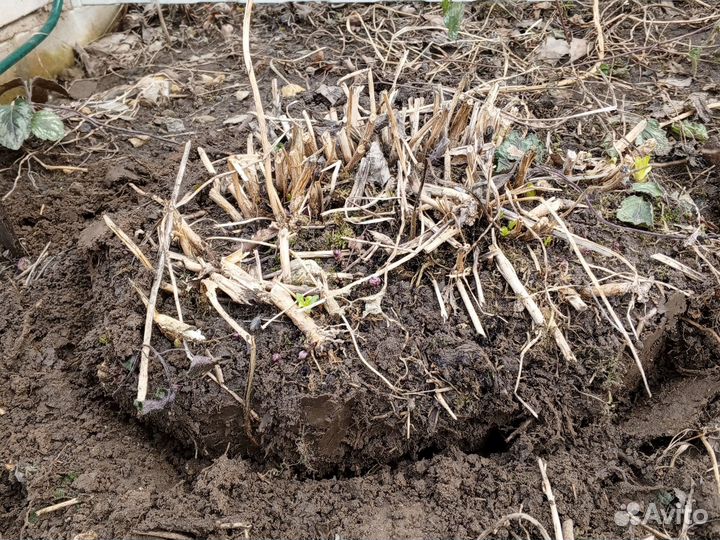 Флоксы белые куст 5 лет