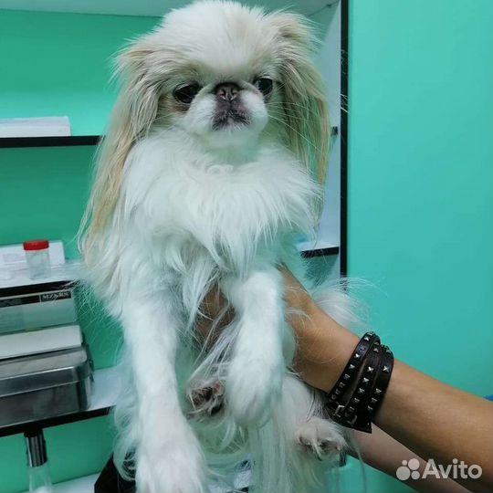 Ветеринарный врач Краснодар