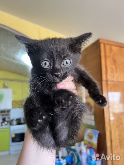 Котята бесплатно