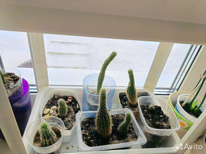 Комнатные цветы