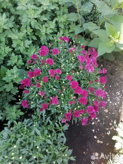 Хризантемы мультифлора