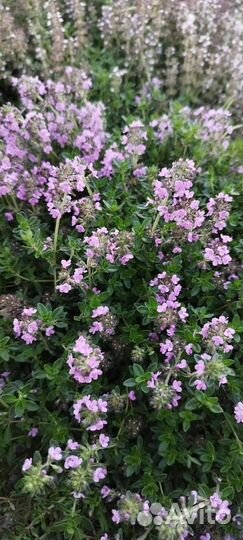 Пряные травы