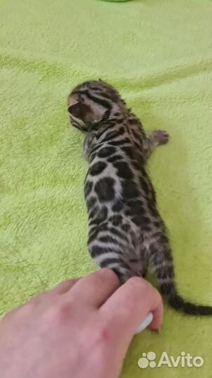 Бенгальская