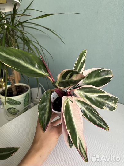 Строманта триколор