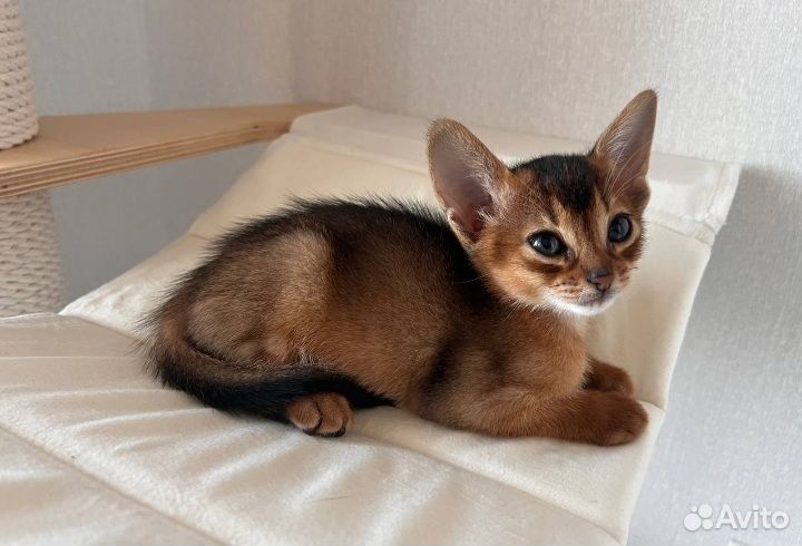 Абиссинские котята