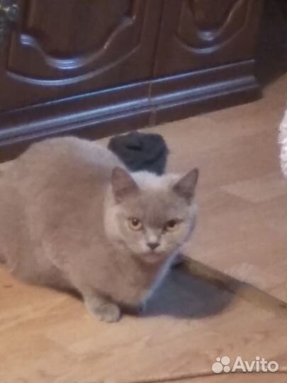 Потерялась кошка