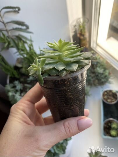 Суккуленты, эхеверия, крассула