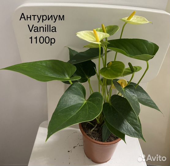 Антуриум Vanilla