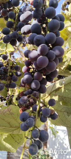Виноград