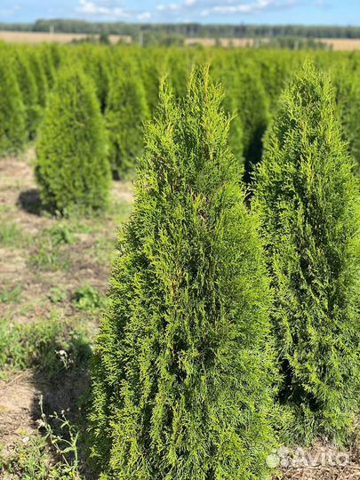 Туя Смарагд 140 см
