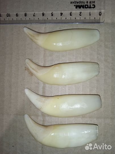 Имитация клык медведя