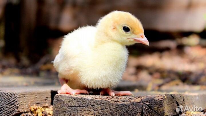 Суточные Цыплята, Индюк, Гусь, Утята, муларды