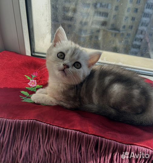 Плюшевые принцессы