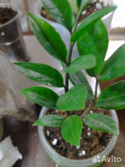 Замиокулькас акебоно