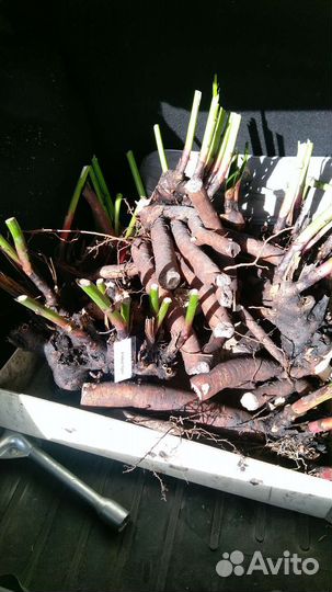 Пион Альберт Крусс