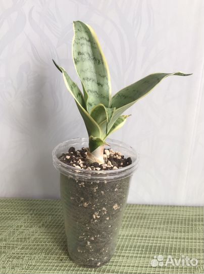 Сансевиерия Ханни Крем