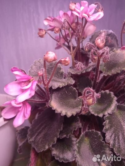 Листочки фиалочек набор