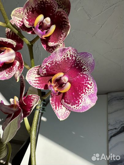 Орхидея фаленопсис Dream diamond