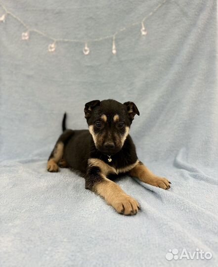 Щенок мальчик