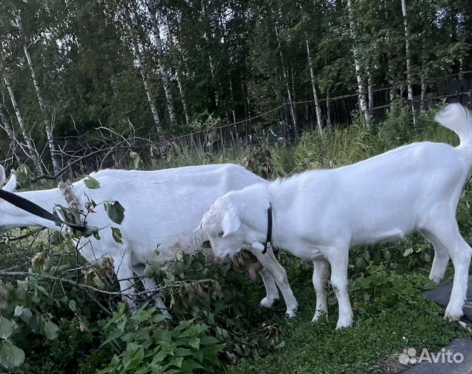 Козлик на племя