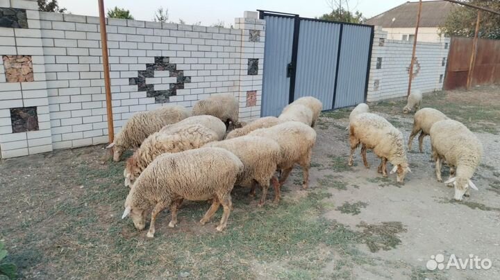 Овцы бараны