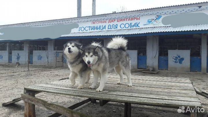 Передержка гостиница для собак всех пород