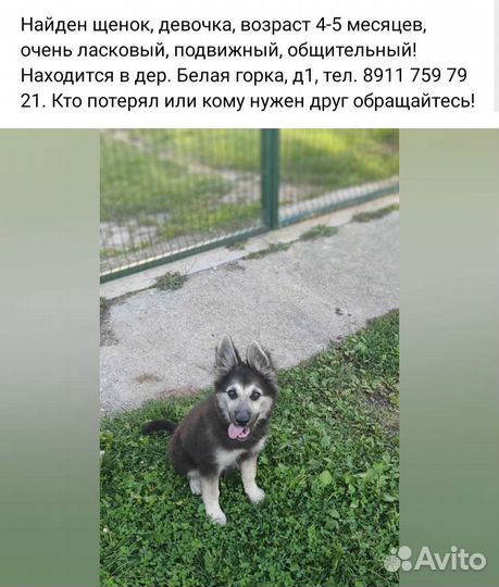 Помесь овчарки