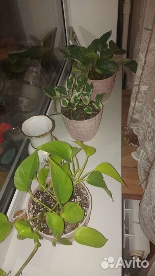 Эпипремнум Golden Pothos,Марбл Квин,N'Goy