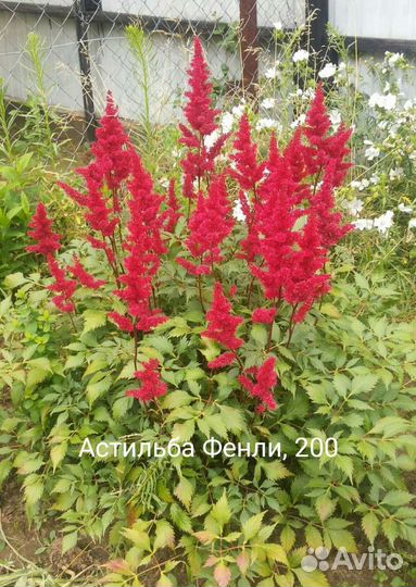 Многолетники садовые